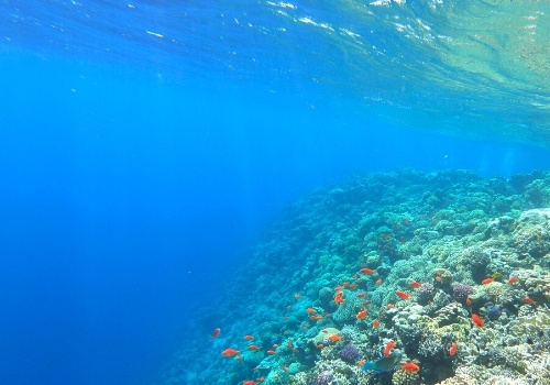 Unterwasserwelt auf Mahmya Island