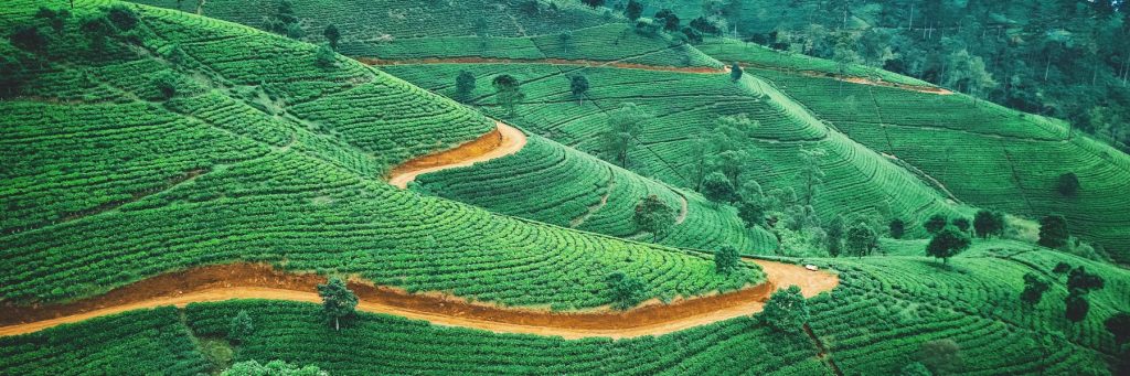 Teeplantage in Sri Lanka