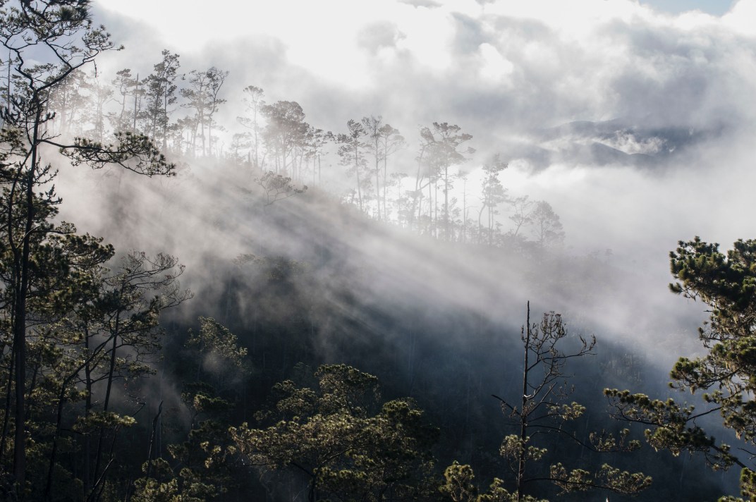 Nebelwald von Cachote in Cachote
