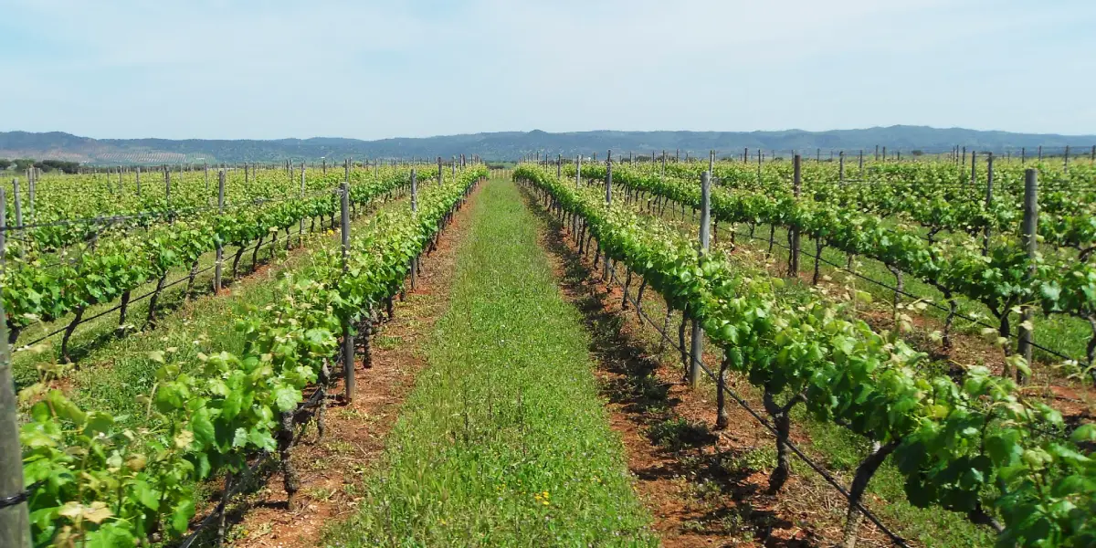 Weingärten am Weg nach Alentejo